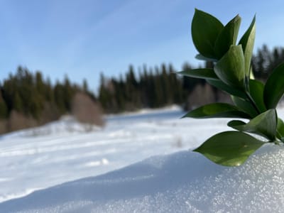 In Pavlovka, Russia, a close-up image depicts a verdant plant stem with multiple ovate, waxy green leaves rising from a surface of granular white snow in the lower right quadrant. The snow in the immediate foreground exhibits crystalline texture and subtle shadows. The midground consists of an expansive, undulating field of white snow, progressively blurring into the distance. The background features a dense line of dark green coniferous trees, forming a distinct horizon against a clear, pale blue sky, devoid of clouds. The scene is illuminated by bright sunlight, casting faint shadows and highlighting the snow's texture. No individuals or animals are present.