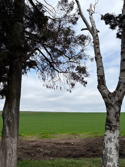 The image shows a rural landscape in or near Gradets, Bulgaria, featuring a green field under an overcast sky. Two trees frame the view. One tree, on the right, has smooth, white bark characteristic of a birch tree. The other tree, on the left, is darker and appears to be an evergreen with a dense canopy and textured bark. A strip of tilled soil separates the field from the grass closer to the viewer.
