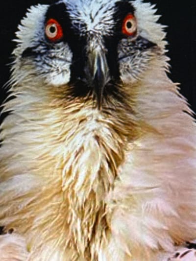 This is a close-up, head-on portrait of a bird against a black background. The bird has striking orange eyes with dark pupils, surrounded by dark markings and bright white, spiky feathers around its head. Its beak is partially visible and appears dark. The bird's chest and neck are covered in fluffy, light brown and white feathers. The image is heavily pixelated, particularly in the feathered areas. There is no indication of location or context within the city of Babahjurong, Indonesia, or any other geographical reference.