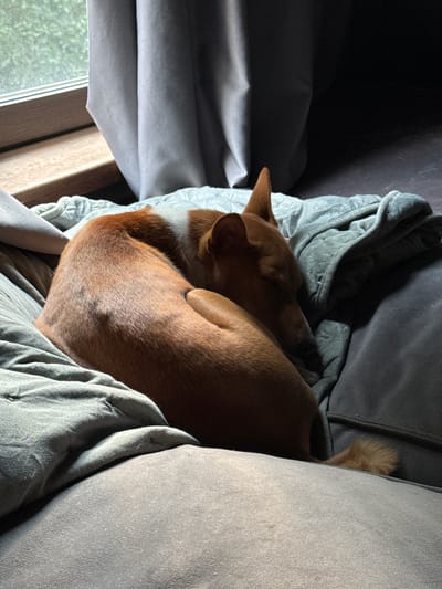A dog is curled up sleeping on a couch in a dimly lit room. The dog is a medium-sized breed with reddish-brown fur and white markings on its chest and legs. It is tucked into a ball, with its head resting on its paws. The couch is covered in soft, gray blankets, and the overall impression is one of comfort and peace.

The room appears to be a living room, with a window visible in the background. The window shows a glimpse of greenery outside, suggesting that the weather is pleasant. The sunlight streaming in from the window casts shadows on the couch, indicating that it is either morning or late afternoon. The overall mood of the image is calm and serene, with the sleeping dog conveying a sense of warmth and relaxation.

The scene is set in Цветочный Кп, Russia. There are no people visible in the image. The focus is entirely on the sleeping dog and its cozy surroundings. The image is well-composed, with the dog occupying the center of the frame and the blankets creating a soft, inviting texture. The lighting is subdued, which enhances the feeling of intimacy and tranquility.

There is no visible text in the image. The image captures a quiet moment of rest for the dog, inviting the viewer to experience a sense of peace and contentment.