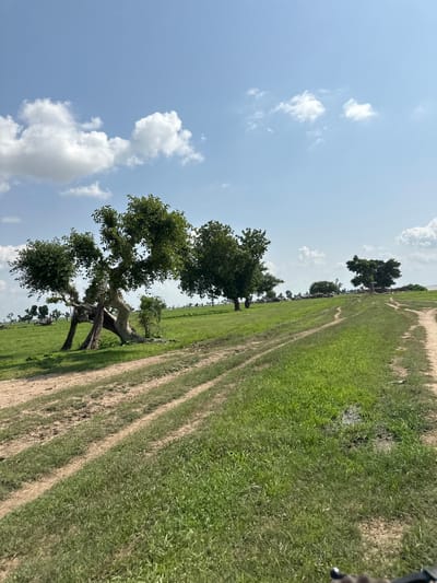 The image depicts a rural landscape in Dobeli, Nigeria, on a bright, cloudy day. A dirt path, marked with tire tracks, winds through a vibrant green field of grass. Tall, leafy trees are scattered throughout the scene, with one particularly large and gnarled tree dominating the foreground. The sky is a clear blue, dotted with fluffy white clouds, suggesting fair weather. The overall impression is one of a peaceful, natural setting, likely in the countryside. There is no text visible in the image.