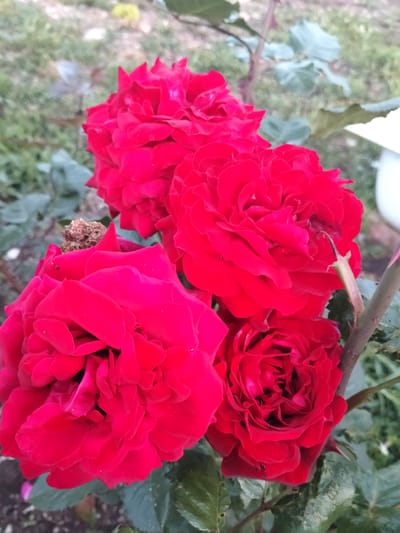 The image shows a close-up of a cluster of four vibrant red roses in a garden. The roses are fully bloomed, with many delicate petals. Some of the roses appear to have darker centers, suggesting they are not fully open. Green leaves and a thorny stem are visible in the background, along with a blurred, earthy ground. The lighting suggests it might be daytime. The location is specified as Birsk, Russia.