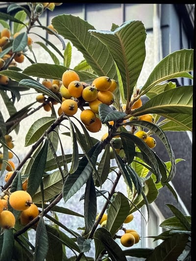 A close-up, medium-angle shot captures a branch laden with ripe loquats, their yellow-orange skins glowing against the lush green foliage and dark branches. The fruit, varying in ripeness and size, cluster together, some with visible stems and small, dark calyx remnants at their tips. The leaves are broad, elongated, and possess a textured, ribbed surface, with some showing a slightly fuzzy underside. Sunlight filters through the leaves, creating subtle highlights and shadows, adding depth to the scene. The background is softly blurred, hinting at an urban environment with hints of buildings and windows, suggesting the loquat tree is situated in a residential or public space within Mokpo-si, South Korea. The overall impression is one of natural abundance in an urban setting.