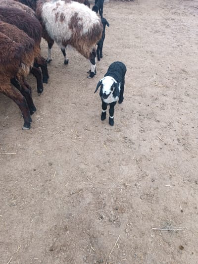 The scene depicts an outdoor, unpaved animal enclosure in Qoraobdol QFY, Uzbekistan. In the foreground, a young lamb with black wool and a distinctive white face and white lower legs stands, facing forward. To its upper left, an adult sheep with primarily dark brown wool is partially visible. Adjacent to it, another adult sheep is seen with a white body marked by brown patches on its back, featuring black and white hooves. In the upper right background, a smaller black animal, possibly another lamb, is partially visible. The ground consists of light brown, dry earth, sparsely scattered with straw fragments and small dark pellets. The animals appear stationary.
