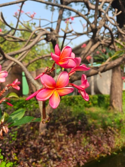 The image displays a close-up, outdoor view of a cluster of vibrant Plumeria (Frangipani) flowers in a landscaped environment within the Special Capital Region of Jakarta, Indonesia. The central focus is a cluster of approximately five to six fuchsia-pink Plumeria blossoms, each with a bright yellow-orange core, attached to a dark brown stem in the foreground. The petals are distinct and slightly curled.
The background is significantly out of focus, featuring numerous gnarled, dark brown tree branches and trunks, likely belonging to Plumeria trees, extending across the frame. Some small, faint pink blossoms are discernible on these distant branches. Below the trees, the ground consists of blurred green foliage and reddish-brown ground cover. To the left of the main flower cluster, a blurred, vertical, bright green structure, possibly a pole or part of a barrier, is partially visible. To the right, a large, light-colored, rounded or cylindrical object, indistinct due to blurring, is present. The sky above is clear and light blue, indicating daytime conditions. No individuals, specific actions, or interactions are observable. The scene suggests a well-maintained park, botanical garden, or similar public green space.