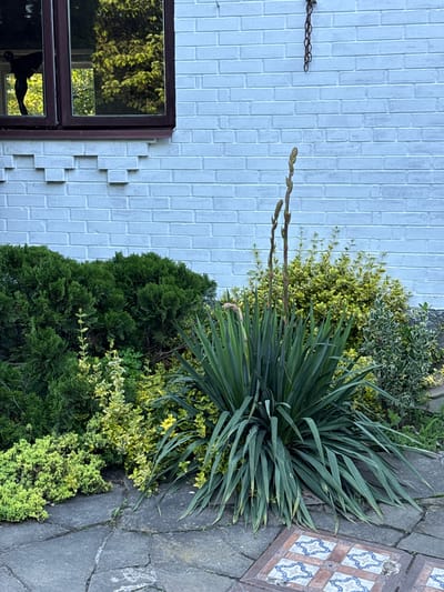 In the city of Alagir, Russia, an outdoor scene is depicted. The foreground features a cracked stone pathway with decorative tiles. Behind the pathway, various plants are arranged. A large Yucca plant with long, sword-like leaves is prominently displayed. It is surrounded by smaller shrubs, including a dense, dark green evergreen and a variegated shrub with yellow and green leaves. In the background, a white brick wall serves as a backdrop. A window with dark brown trim is visible on the wall, reflecting green foliage from the outside. A dark silhouette, possibly a statue or decoration of a winged figure, is visible in the reflection of the window. A short length of dark chain hangs from the wall above the plants. The overall environment suggests a garden or landscaped area adjacent to a building.