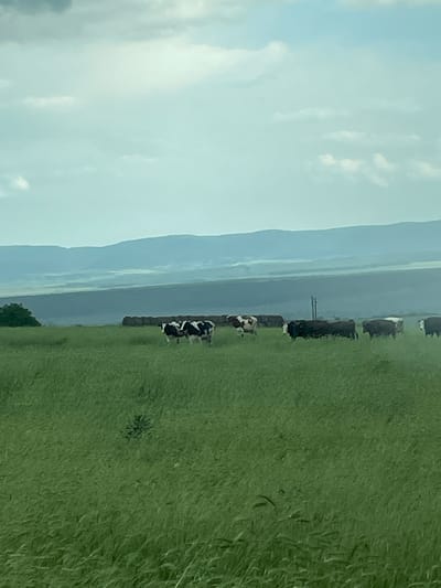 The image depicts a rural scene, likely in the vicinity of Makariopolsko, Bulgaria, characterized by a green field adjacent to a body of water and a backdrop of mountains under a cloudy sky. A line of cattle, mostly black and white, grazes along the edge of the field near the water. The scene is shot from a slightly elevated angle, with the field extending from the bottom right to the middle of the image. A power line is visible in the middle ground between the field and the water. The sky is overcast, lending a soft light to the landscape.