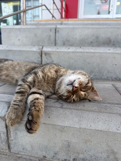 A tabby cat is sleeping on concrete steps outside a building in Mishkino, Russia. The cat is lying on its side, with its head resting on the step. Its eyes are closed, and its mouth is slightly open. The cat's fur is a mix of brown, black, and white. The steps are made of concrete and appear to be weathered. In the background, there is a building with a red and white facade and a glass door. There are no people visible in the image.