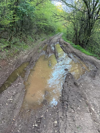 The image shows a muddy, rutted dirt road or path winding through a wooded area. Large puddles of brown water fill the depressions in the road, reflecting the sky and trees above. The road is flanked by dense vegetation including trees and bushes with spring foliage. Tire tracks are evident in the mud. The scene appears to be located outside of a populated area. The location of Tsarvishte, Bulgaria cannot be confirmed from the visual details. There are no people present in the image.