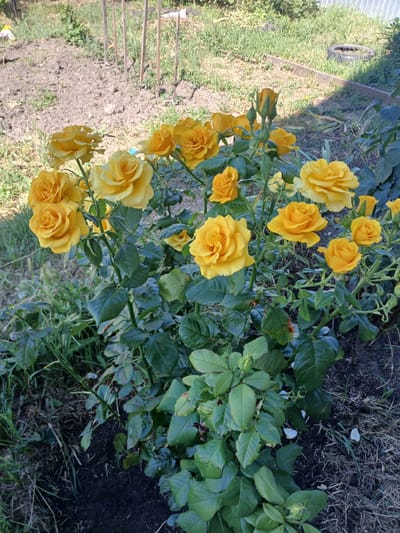 A close-up, eye-level shot captures a bush of yellow roses in bloom, set against a blurred background of a garden in Olginskaya, Russia. The roses, varying in their stage of bloom from buds to fully open flowers, exhibit vibrant yellow petals with hints of orange. Dark green, glossy leaves and thorny stems fill the foreground and midground, with some dried grass and loose soil visible at the bottom. The garden appears to be somewhat unkempt, with a patch of tilled earth and a wooden border suggesting a planting area. In the far background, a portion of a metal fence and a discarded tire can be seen. The lighting suggests it is a bright, sunny day. There are no people present in the image.