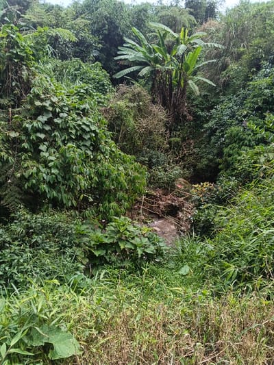 A dense, lush landscape dominated by greenery. Banana trees with broad leaves stand amidst a variety of trees, shrubs, and foliage, creating a tropical ambiance. A small rocky stream or cascade is partially visible, obscured by the abundant vegetation. The foreground is filled with tall grasses and weeds, adding to the untamed, natural character of the scene.