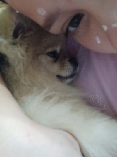 A tan Pomeranian puppy nestles close to a fair-skinned person. The puppy's head rests against the person's cheek. The person has dark eyelashes and blue eyes. A pink, patterned fabric provides a backdrop. The fluffy puppy appears content, with its nose and mouth visible. There are some white marks on the person's face. The scene conveys warmth and affection between the person and the small dog.