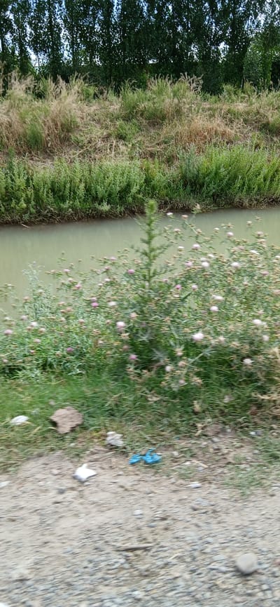 The image depicts a natural scene with a body of water on the left, bordered by dense green foliage and trees. The foreground shows a path or ground covered in gravel and dirt, with some scattered debris including a piece of light-colored material, a clump of dirt or mud, and a crumpled blue plastic item. In the middle ground, a thick cluster of green plants with small pinkish-purple flowers grows along the edge of the water. The water itself is a muted, greenish-brown color. In the background, the terrain slopes upwards, covered in dry grasses and further dense green trees. The overall impression is of a rural or semi-rural environment, possibly a canal or riverbank, located in the city of Yangibazar, Uzbekistan. The image appears to have been taken with a mobile device, exhibiting some motion blur. There are no people or animals visible.