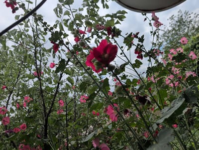 The image captures a dense cluster of hollyhock plants, some bearing vibrant pink and deep red blooms, against a backdrop of a cloudy sky. The perspective is low, looking upwards through the stems and foliage of the plants. Several unopened buds are visible, along with mature flowers in various stages of opening. The leaves are predominantly green, with some showing signs of wear, such as small holes. The overall scene suggests an outdoor setting, likely a garden or a natural area with abundant vegetation. The mention of Qarabulaq, Azerbaijan, places this scene within that geographical context. There are no people or animals visible in the image. The light appears diffused due to the overcast conditions.
