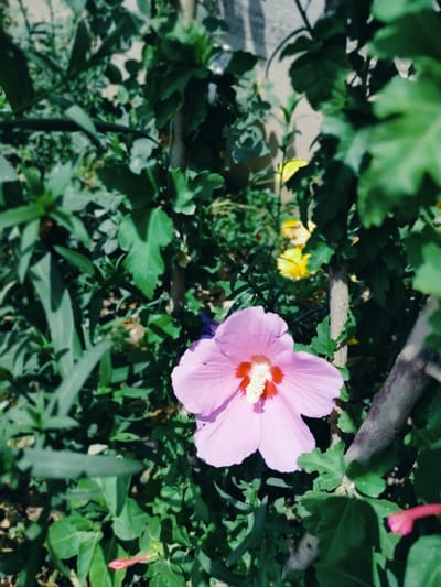 A close-up, vertical, eye-level shot focuses on a single, large, light purple hibiscus flower with a bright red and white center, blooming amidst dense green foliage in an outdoor setting. The flower's petals are soft and slightly translucent, with visible veins. Behind the hibiscus, out-of-focus yellow flowers and more green leaves create a layered effect. A thin, rough-textured, gray-brown branch runs diagonally through the right side of the frame, partially obscuring the background. In the bottom left corner, a small, unopened pink bud is visible. The overall lighting suggests a bright, possibly sunny day, with dappled shadows throughout the scene. The image appears to be taken in a garden or natural area within the city of Қарабұлақ, Kazakhstan, characterized by its abundant vegetation.