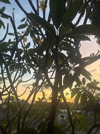 This is a vertical, low-angle shot looking up through the branches and leaves of a frangipani tree at dusk. The sun is low in the sky, casting a warm, golden light that creates silhouettes of the tree's dark branches and lush green leaves against a pale, cloudy sky. Small clusters of pale yellow frangipani flowers are scattered among the leaves, some of them catching the soft light. In the background, the outlines of buildings are faintly visible through the foliage, suggesting an urban or semi-urban setting. The overall mood is peaceful and serene, characteristic of a tropical sunset. No people are visible in the frame, and there is no visible text.