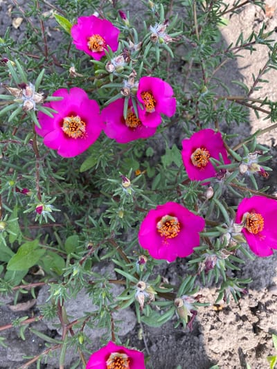 A cluster of vibrant pink purslane flowers with orange centers are in full bloom against a backdrop of dry, gray soil and green foliage. Several of the flowers are open, showcasing their delicate petals and prominent stamens. Other buds, some partially opened and some fully closed, are also visible, as are dried seed pods covered in fine white hairs. The plants are growing low to the ground, their stems branching out across the soil. The image appears to have been taken outdoors in the city of Ventsy, Russia, under natural daylight, as indicated by the shadows and the overall brightness of the scene.