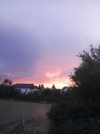 The image depicts a rural landscape at dusk, likely in or near Panino, Russia, characterized by a tranquil and serene atmosphere. The sky dominates the upper portion of the frame, transitioning from a pale lavender at the top to vibrant hues of pink and orange near the horizon, suggesting the sun has recently set. Wispy clouds are scattered across the sky, catching the last rays of light.
In the mid-ground, a small cluster of houses with red-tiled roofs are visible, nestled amongst dense green foliage. Power lines stretch across the scene, contributing to the rural feel. The houses appear to be of a modest, traditional design, consistent with a village setting.
The foreground features a calm body of water, likely a pond or small lake, covered with a thick layer of green algae or aquatic plants. The surface of the water is still, reflecting the colors of the sky. The edges of the water are lined with tall reeds and other lush vegetation. To the right, a large, dark green tree with dense foliage partially obscures the view of the houses and sky, adding depth to the composition. Dead branches or driftwood are visible in the water in the lower left quadrant of the image. The overall impression is one of peaceful, natural beauty at the end of the day.