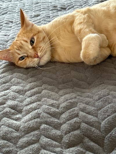 An orange tabby cat is lying on a grey, textured blanket. The cat is on its side with its head resting and facing the camera. Its paws are tucked in, and it appears relaxed. The blanket has a pattern of raised zig-zag lines. The image is taken from a slightly elevated angle, looking down at the cat. There is no indication of the location being Sibay, Russia.