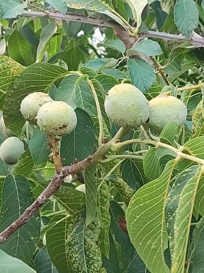 The image shows a close-up view of unripe walnuts on a tree branch, surrounded by green leaves. The walnuts are round and light green, with a slightly textured surface. Some of the leaves show yellow spots, possibly indicating a plant disease or nutrient deficiency. The branch is brown and appears somewhat rough, with small thorns. The background is filled with more green foliage, suggesting an outdoor setting. There are no people or animals visible in the image. The scene appears to be in a natural environment, likely a garden or orchard. There is no specific information about the location in Béjar, Spain, that can be inferred from the image itself.