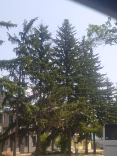 In the city of Shpola, Ukraine, a photograph captures a row of evergreen trees standing tall against a hazy, light-colored sky. The trees, dense with foliage, partially obscure a low-rise building with a light-colored facade, featuring multiple windows. The building appears to be part of a commercial or institutional complex, with glimpses of yellow and blue elements visible. In the foreground, on the right side of the image, a portion of a white vehicle, possibly a bus, is visible, its rear section with taillights and a dark panel dominating the lower right corner. The overall scene suggests an urban environment with a focus on nature, likely a street or park area adjacent to the building.