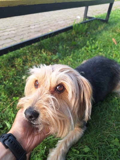 A person's hand, wearing a black wristwatch, is gently stroking the head of a shaggy, light brown and black dog lying on green grass. The dog's face, with prominent brown eyes and a wet black nose, is looking directly at the camera. In the background, a paved area with interlocking concrete blocks is visible, bordered by a dark-colored bench with a yellow seat. The scene appears to be outdoors, possibly in a park or backyard, and judging by the foliage and light, it is daytime. The location is specified as Atamanovka, Russia.