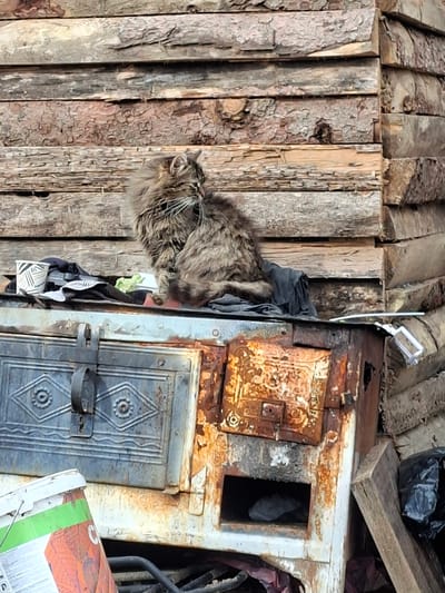 The image depicts a cat sitting between a weathered wooden wall and a rusty metal structure, possibly an old oven. The wall is constructed from roughly hewn logs. Various items, including fabrics and what appears to be a black plastic bag, are draped around the cat and the adjacent metal structure. The location is Moshtanets, Bulgaria.