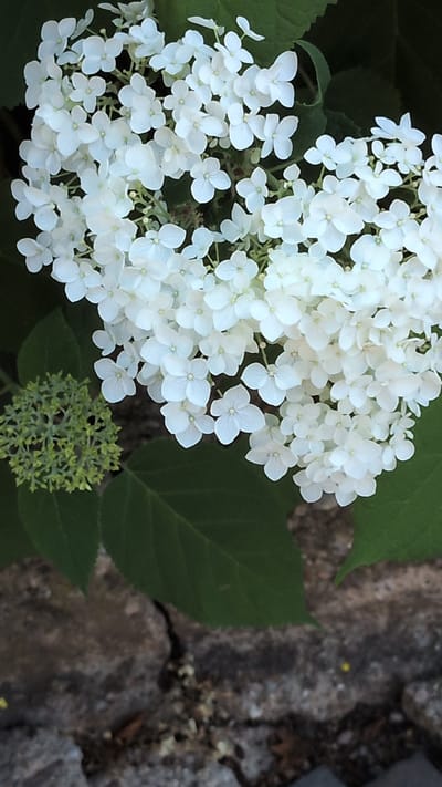 The image shows a close-up of a cluster of white hydrangeas. The flowers are small and numerous, forming a dense, rounded inflorescence. Some of the flowers are fully open, displaying delicate white petals, while others are still in bud stage, appearing as small green clusters. Large, dark green hydrangea leaves form the background. To the left of the main flower cluster, a smaller, unopened bud is visible. The flowers and leaves are set against a backdrop of textured grey stone, suggesting an outdoor setting, possibly a garden or park in Buttstädt, Germany. The lighting is natural, with soft shadows indicating an overcast day or dappled sunlight. There are no people or animals visible in the frame.