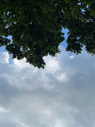 This is a low-angle, outdoor, daytime shot looking up at a partially cloudy sky, framed by the dark green leaves of trees. The sky is a mix of bright blue patches and larger areas of soft, gray clouds. Some of the clouds are fluffy and white, suggesting fair weather, while others are denser and more overcast. The trees, positioned on the left side of the frame, are dense with foliage, obscuring much of the sky in that area. Sunlight filters through the leaves, creating a dappled effect. The overall impression is a peaceful, natural scene, possibly a park or a backyard, on a day with dynamic cloud formations. The time of day appears to be late morning or early afternoon, given the brightness of the sky and the quality of the light. No people, objects, or text are visible in the image.