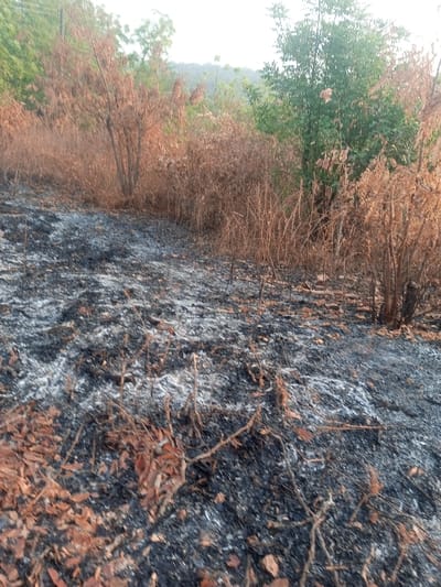 The scene depicts an outdoor environment in Okeni, Nigeria, exhibiting the aftermath of a ground fire. The immediate foreground is extensively covered by a layer of black ash and charred organic matter, interspersed with patches of white ash and scattered reddish-brown, partially burnt leaves and small plant debris. In the midground, a dense line of dried, brown, and partially burnt vegetation, consisting of shrubs and grasses, extends across the frame. Amidst this dry vegetation, particularly towards the right, clusters of green foliage from unaffected or recovering plants are visible. The background features a dense expanse of green trees and foliage, with faint, hazy hills visible on the horizon beneath a pale sky. Indistinct vertical structures, possibly utility poles with overhead lines, are faintly discernible in the upper left quadrant. No human or animal subjects are present in the image.