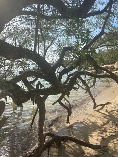 The image displays a natural coastal environment in Baan Nai Wok, Thailand. The foreground is dominated by a dense, intertwining network of dark-barked tree branches and trunks, likely characteristic of mangrove species, with scattered green foliage. Sunlight filters through the canopy, creating distinct, elongated shadows on a strip of light sandy beach visible on the right side of the frame. The beach meets a body of water, which occupies the lower-left and central areas, exhibiting minor ripples and a light greenish-blue tint. In the far distance, across the water, a hazy landmass or rock formation is faintly discernible against a bright blue sky that is visible through gaps in the tree canopy. No individuals, animals, or man-made objects are present in the scene.