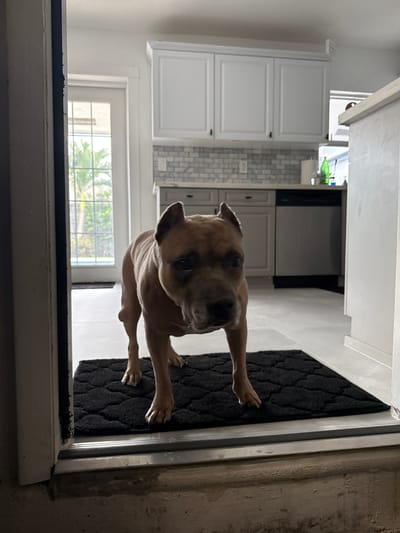 A tan-colored dog, possibly a Pitbull mix, stands in a doorway, looking directly upwards at the camera with an attentive and curious expression. Its front paws are resting on a dark, textured mat that covers the floor of the doorway. The dog's body is mostly visible, with its ears perked and head slightly tilted.
To the right of the doorway, a rough, concrete-like wall is visible. The white door frame shows some wear and a dark line of debris or dirt along the bottom edge.
Beyond the dog and the doorway, a modern kitchen is visible. It features white shaker-style cabinets, both upper and lower, along with a light-colored subway tile backsplash. Stainless steel appliances, including what appears to be a refrigerator and possibly an oven or microwave, are integrated into the cabinetry. The countertops are also light-colored.
Further in the background, past the kitchen, a window reveals an outdoor scene with bright daylight. Green trees, including what appear to be palm trees, are visible through the window, indicating a sunny day. The overall setting is a bright, residential interior. There is no visible text in the image.
