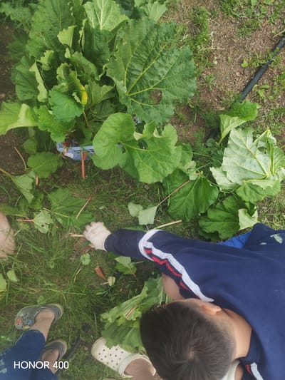 In the city of Erkhirik, Russia, an overhead shot captures a close-up of a person's hands in white gloves tending to a large patch of rhubarb. The rhubarb plants are characterized by their massive, deep green leaves and red stalks. A blue plastic basket filled with harvested rhubarb is visible amongst the plants. The ground is a mix of soil and grass, with a black irrigation tube running through it. In the foreground, several feet are visible, shod in casual footwear, including a pair of grey crocs with cartoon characters and a white clog. The bottom left corner of the image displays the watermark "HONOR 400".