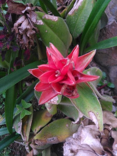 A close-up, top-down view captures a red, star-shaped bromeliad inflorescence positioned slightly right of center. The inflorescence features multiple pointed, bright red bracts with some minor brown discoloration at their edges and small central flowers. Surrounding the main subject are various green leaves; some are strap-like, and others are broader, exhibiting signs of age, damage, or disease, including yellowing and brown patches. To the upper left, a cluster of dried, brown foliage is visible alongside hints of dark purple-red leaves. Dried, light brown plant remnants are present in the lower right. A small, three-leafed green plant sprouts on the lower left. A segment of a greyish-brown stone wall is partially visible in the upper right background. The ground appears to be dark soil or mulch. The scene depicts a garden or planted area located in Kamnik, Slovenia.