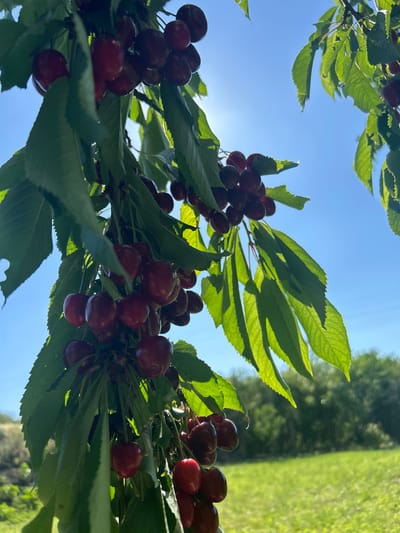 This image captures a low-angle perspective of a cherry tree branch heavily laden with numerous ripe, dark red cherries in Sofronievo, Bulgaria. Clusters of cherries are visible throughout the frame, with some backlit by direct sunlight, highlighting their glossy surface and deep coloration. Vibrant green leaves of the cherry tree, exhibiting some minor natural imperfections, frame the cherries and are strongly illuminated from behind, casting distinct shadows and revealing venation. A prominent sun flare is visible in the upper left quadrant of the image, emanating from the brilliant, clear blue sky that occupies the upper and central background. In the lower right, a blurred green expanse of a field or grassy area is visible, extending towards a distant, out-of-focus line of green trees. The scene is devoid of human figures or discernible actions.