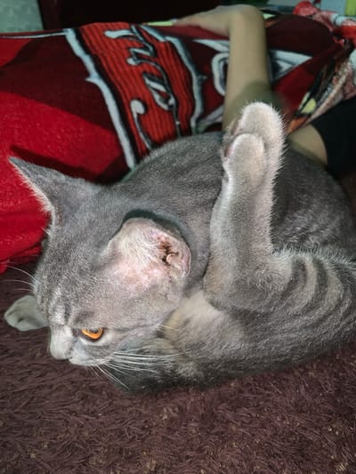 A close-up, eye-level shot shows a gray cat lying on a dark brown furry surface, with its head turned to the left. The cat's body is curled, and its right front paw is raised, touching its head near its ear. The cat has bright orange eyes and visible white whiskers. The background includes a red blanket with a white and black striped pattern. A person's bare leg, with light skin, is visible behind the cat, partially covered by the blanket. The overall scene is dimly lit. There is no information about the location in the city of Jajag, Indonesia, present in the image.
