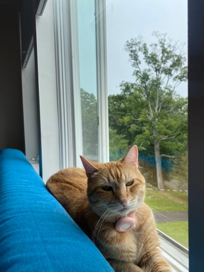 A domestic orange tabby cat is positioned on a bright blue textile cushion by a window in Ridgefield, United States. The cat is wearing a light pink collar with an attached white circular device. Its eyes are partially lidded as it faces the viewer. Beyond the white window frame, a large deciduous tree with green foliage is visible against a light sky, indicative of an outdoor environment.