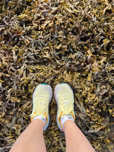 The image shows a person's feet wearing yellow and white running shoes with white socks with black graphics, standing on a bed of dried seaweed. The seaweed is a mix of brown, green, and yellow, with a textured and organic appearance. The shoes have white laces and a white sole with colored accents. The setting appears to be a natural outdoor environment, likely a beach or rocky shoreline, given the presence of seaweed. The lighting suggests it is daytime. The viewpoint is from above, looking down at the person's feet and the seaweed. There is no visible text in the image. The scene is static, with no specific activity other than standing. The overall impression is one of being in nature, possibly after a run or walk along the coast.