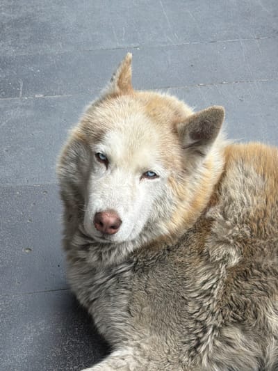 A husky with striking blue eyes rests on a paved surface in Borjomi, Georgia. The dog's fur is a mix of light brown and gray, with a lighter cream-colored face. Its nose is a soft brown, and its ears are perked. The ground beneath the dog is made of grey concrete tiles, with visible grout lines. The lighting suggests it is daytime, casting subtle shadows.