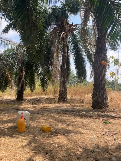 Three palm trees stand in a field of dry grass under a partly cloudy sky. Debris litters the ground, including plastic bottles and containers. A yellow container rests near the base of the second tree. Another yellow container is beside a white container in the foreground. A rectangular orange object is attached to the trunk of the furthest tree. The background features more palm trees and a distant forest. The perspective is angled upwards, emphasizing the height of the trees.