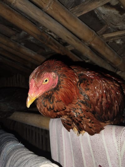 A close-up shot captures a domestic chicken, likely a hen, in a dimly lit, rustic indoor setting. The chicken, with its vibrant reddish-brown and black speckled feathers, stands out against the dark background. Its head, featuring a prominent red comb and wattles, a bright yellow eye, and a yellowish beak, is the focal point, directed slightly to the left.
The chicken is perched on a white fabric with vertical purple stripes, which appears to be a towel or blanket, occupying the lower right of the frame. To the lower left, a blurred section of what appears to be light blue denim fabric, possibly part of a person's clothing or leg, is visible. The background consists of dark, diagonally arranged wooden or bamboo beams and slats, suggesting a simple roof or ceiling structure.
The lighting is low, with the chicken itself being illuminated directly, possibly by a flash or an artificial light source, highlighting its details against the shadowy environment. The scene depicts the chicken at rest or observing its surroundings. The rustic bamboo structure and the presence of a domestic fowl suggest a rural or semi-rural environment, consistent with the location context of Jetis, Indonesia. There is no visible text in the image.