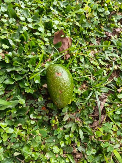 A single, dark green, oval-shaped avocado fruit rests on a patch of ground in Man Gyat, Myanmar. The avocado features a textured skin and a distinct reddish-brown blemish on its upper side. The ground is densely covered with various types of vibrant green foliage, including small, round-leaved plants and blade-like grasses. Several dry brown leaves and dark soil patches are visible among the vegetation. The scene is viewed from an overhead perspective, under natural, ambient lighting conditions. No persons, actions, or interactions are depicted.