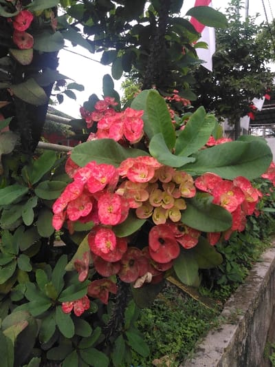 An outdoor scene in Cijedil, Indonesia, depicts a thorny flowering plant, identifiable as Euphorbia milii (Crown of Thorns), prominently in the foreground and midground. The plant exhibits numerous clusters of red and pink blooms, alongside smaller, lighter yellowish-pink florets. Dark green, oval leaves are dispersed among the flowers and along the thorny stems, which are dark and visible. To the lower right, a weathered, concrete curb or low wall runs horizontally. Between the plant and the concrete structure, a patch of small green ground cover is visible. The background consists of dense green foliage from trees and shrubs. A white and red flag, consistent with the national flag of Indonesia, is partially visible in the upper right quadrant, hanging amidst the background foliage. No individuals or specific actions are discernible.