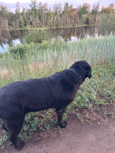 A medium shot captures a large, black dog with a thick coat and a studded collar standing on a dirt path. The dog faces towards the right of the frame, its head lowered as if sniffing the ground. Behind the dog, a body of water reflects the sky and a line of trees. The trees vary in height, with some appearing to lean over the water. In the distance, a small, reddish-brown building with a pitched roof is visible amongst the trees. The foreground is dominated by the dog and the path, with patches of green grass and dry vegetation. The background consists of the water, the trees, and the sky, which appears overcast with soft, diffused light. The scene is consistent with the natural environment found on the outskirts of Zhatay, Russia, a city known for its proximity to bodies of water and forested areas.
