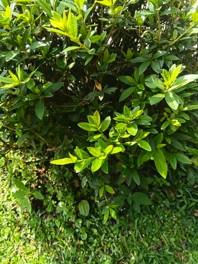 The image displays a close-up view of dense green foliage, consistent with an outdoor natural environment in San Gregorio de Polanco, Uruguay. The upper two-thirds of the frame are occupied by a vibrant green bush or shrub, characterized by numerous ovate to lanceolate leaves. These leaves exhibit varying shades of green, with some appearing brighter due to direct sunlight, particularly towards the top and left, while others are darker and shadowed. Visible branches and stems are brown. The lower third of the image consists of ground cover, primarily short, bright green grass blades and several smaller, lighter green herbaceous plants. A small, oval-shaped green object with faint, vertical striations is present among the ground cover in the lower-left section. No human figures, animals, or man-made structures are visible. The scene is static, illuminated by natural daylight.
