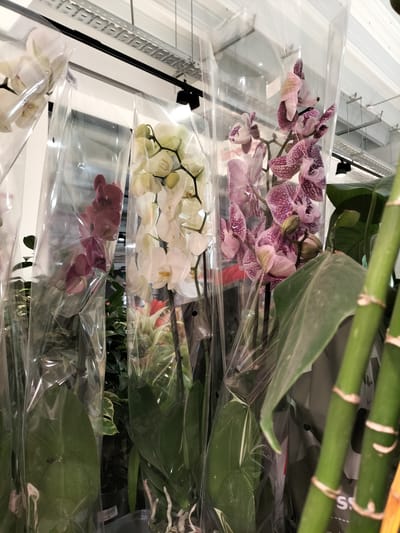 The image shows a close-up, eye-level, medium shot of several potted orchids in clear plastic packaging, displayed in a retail environment. The orchids are of various colors, including white, dark pink/burgundy, and a patterned pink and purple. The packaging is clear plastic, and the plants are hanging or standing upright. In the background, there is a suspended metal track with lighting fixtures, suggesting an indoor retail space. To the right of the orchids, a portion of a large green plant with thick stems and broad leaves is visible. The floor is not clearly visible, but there appears to be some sort of price tag or label on the front of one of the pots. The overall impression is a commercial display of flowering plants. There is no indication of the city of Telenești, Moldova in the image.