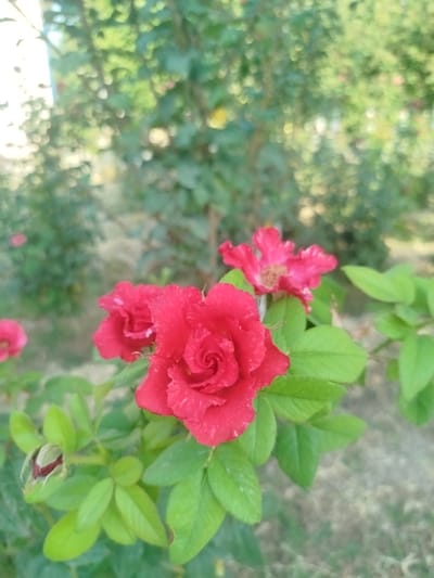 In Katartal, Uzbekistan, a close-up, vertical shot captures a vibrant display of red roses in a garden. The foreground is dominated by a fully bloomed red rose, its petals intricately spiraled, with streaks of white highlighting its texture. To the left, another red rose is partially visible, appearing slightly wilted with a few white streaks. A single rosebud, tightly closed and tinged with red, rests on a stem adorned with lush green leaves. Another red rose, more open and delicate, is visible in the mid-ground, to the right of the main rose. The background is softly blurred, revealing a tapestry of green foliage from trees and shrubs, with hints of sunlight filtering through. The overall scene suggests a peaceful, natural setting.