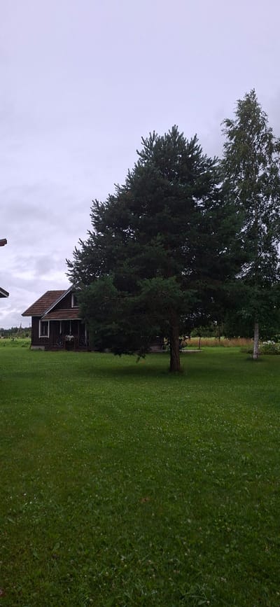 The image depicts a residential scene in Orissaare, Estonia, under an overcast sky. A dark brown wooden house with a brown tiled roof is visible on the left, featuring a porch with two bicycles and a white railing. In front of the house is a well-maintained green lawn. A large, dark green pine tree dominates the center of the image, with its branches extending towards the house. To the right of the pine tree, a taller, lighter green tree, possibly a birch, stands with its white trunk visible. The background consists of a mix of green fields and trees, suggesting a rural or semi-rural setting. The overall impression is one of a quiet, natural environment.