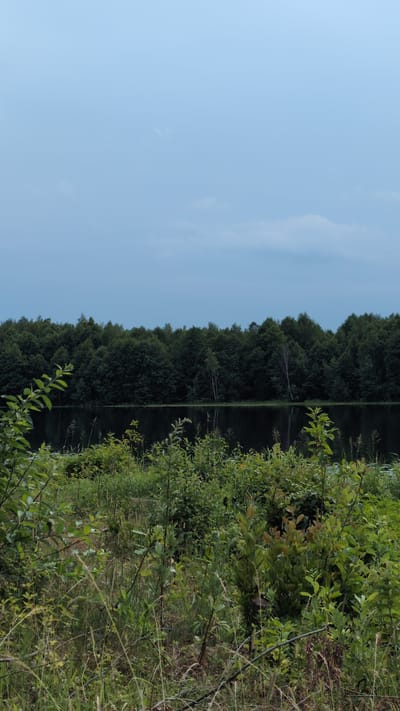 The image depicts a serene natural landscape in the village of Yarishnoe (Zinyakovskii S/S), Russia. In the foreground, dense, green vegetation and tall grasses dominate the scene, with some branches extending into the frame. Behind the foliage, a calm body of dark water is visible, reflecting the overcast sky and the treeline. A thick, dark green forest forms the background, stretching across the horizon. The sky is a pale, muted blue with scattered, wispy clouds, suggesting an overcast day. There are no people or man-made structures evident in the image. The overall impression is one of undisturbed nature.