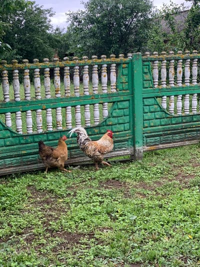 Two chickens, one hen and one rooster, stand on a patch of green grass and dirt. The hen, a reddish-brown color, faces to the left. The rooster, multi-colored with white tail feathers, faces to the right, with its front leg extended as if walking. Behind the chickens is a green metal fence with decorative white balusters. The fence is weathered and some balusters are covered in moss. Trees and greenery are visible beyond the fence. The scene appears to be outdoors in a rural setting, possibly a farmyard or backyard in Блеўчыцкі сельскі Савет, Belarus.